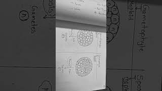 Difference between Gametophyte and Sporophyte [upl. by Ion]