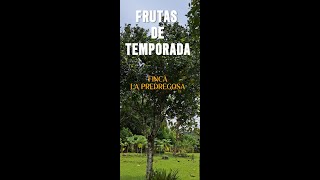 FRUTAS DE TEMPORADA EN FINCA LA PEDREGOSA [upl. by Kamaria]