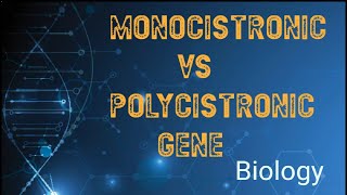 Monocistronic vs polycistronic gene [upl. by Llewen]