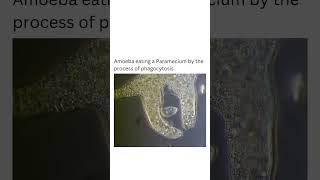 Amoeba eating paramecium by the process of phagocytosis biology cells sciencefacts experiment [upl. by Akihsar542]