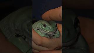 🐸 Ausztrál levelibéka  Litoria caerulea 🐸 frog [upl. by Morgenthaler]