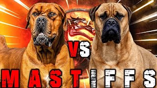 Boerboel vs Bullmastiff  Bullmastiff vs Boerboel  Powerful Guard Dog  Billa Boyka [upl. by Barbi]