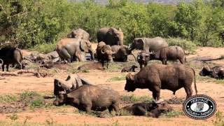 Hluhluwe Umfolozi Game Reserve Elephants Buffalo and White Rhino Mud Bath [upl. by Hcelemile]