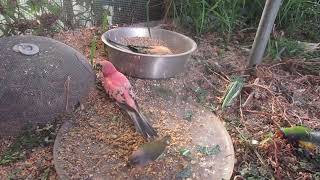 Aviary 2 Feeding Softfood EggFood Note The Bourke Parrot Hen has two chicks in the nest box [upl. by Riedel]