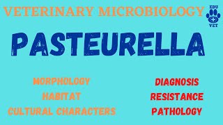 PasteurellaMicrobiology [upl. by Dotti]