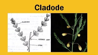 Cladode [upl. by Horacio681]