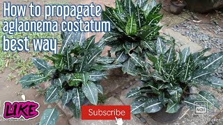 How to propagate aglaonema costatum best way  tips to plant mix coconut chips and soil [upl. by Koeninger]