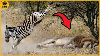 Top 8 Incredible Prey Escapes from Predators  Animals Fighting [upl. by Eneles452]