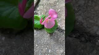 Random plant grew amp flowered on stone patio [upl. by Orford]