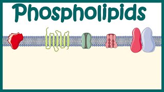 Phospholipids  Structure amp function  distribution and effect on cellular physiology [upl. by Lidstone536]