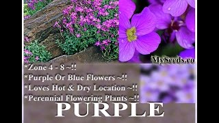 Purple Rockcress  Aubrieta deltoidea FLOWER SEEDS on wwwMySeedsCo [upl. by Ahsinik]