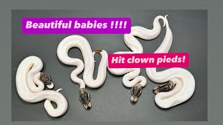 CLOWN PIED BALL PYTHON CLUTCH  Breeding Pythons [upl. by Walliw]