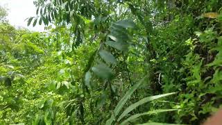 Jamaica 🌿🌿💀 Male Cowitch Plant Cowhage  part 1 [upl. by Roselani163]