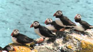 The Atlantic Puffin [upl. by Akli]