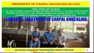 Surgical Treatment of Carpal knuckling in calf  Surgical Cutting of Tendon  Treatment of Calf [upl. by Eilahtan615]