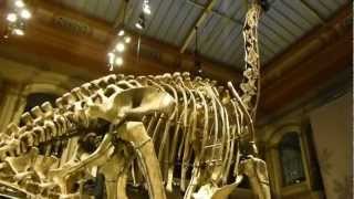 WORLD RECORD The tallest Dinosaur skeleton [upl. by Naeloj]