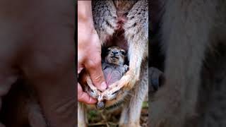 CUTE LITTLE kangaroo  shortvideo cutewildlife cuteanimal cute cutewildanimals aiwildlife [upl. by Euqitsym867]