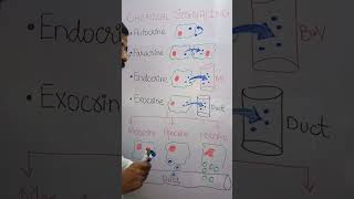 CHEMICAL SIGNALLING paracrineautocrineholocrinemerocrineapocrine [upl. by Kassie]