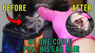 No One Can Pull My Dogs Ear Hair [upl. by Sethrida]