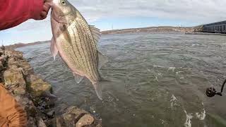 Pesca de Hibrido En Kerr Dam Oklahoma OKfishing918 [upl. by Nanaek709]