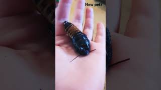 New pet Madagascar hissing cockroach music 🪳 rap nature hiphop [upl. by Adnohral]