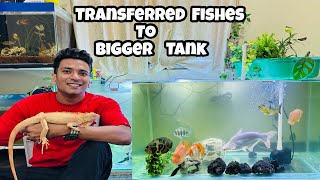 Transferring Fishes to Bigger Aquarium  5 Feet Aquarium  Monster Fish Tank  5x2 feet aquarium [upl. by Cralg]