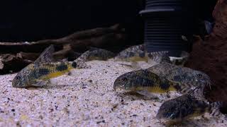 Corydoras paleatus wild bij Aquarium Speciaalzaak Utaka [upl. by Asilehc636]