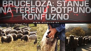 Bruceloza Stanje na terenu potpuno konfuzno  24042017 [upl. by Alleris]