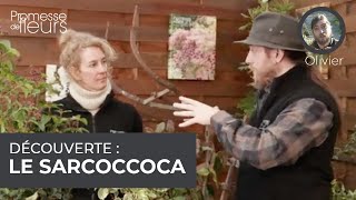 Découverte  le sarcococca [upl. by Nolat]