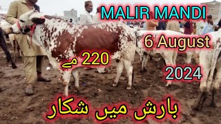 MALIR MANDI RATES UPDATE 😱😱 PETS LOVERS BY MAZHAR cow goat shortvideo [upl. by Cherian]