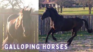 Galloping Horses🐴 Ella in slow motion🐎 Julia rides Ruby [upl. by Aneleiram]