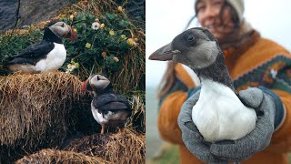 ICELAND  puffins amp puffling season  Westman Islands Stokksnes Reynisfjara and more GREENLAND [upl. by Kcirret513]