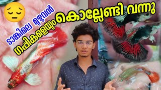 ഗപ്പികളെ കൊന്ന് കളയേണ്ടി വന്നു 😔  GUPPYTANKCLEANING GUPPYPONDSETTING GUPPYFARM FANCYWORLD [upl. by Asyram]