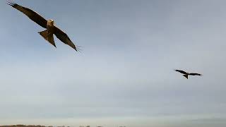 Red kites above the airfield [upl. by Annissa148]