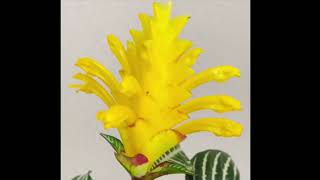 🌼Zebra Plant Aphelandra Squarrosa Growing and caring tips🌼 [upl. by Wahl300]