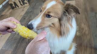 Dog Loves Corn on the Cob [upl. by Krigsman]