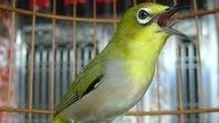 Kicau burung pleci yang bagus [upl. by Joletta]