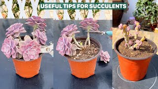 Useful Tips For Succulents  Part 107  多肉植物  다육이들  Suculentas [upl. by Ellevehc]