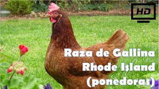 Raza de Gallina Rhode Island Colorada ponedoras HD [upl. by Razaile]