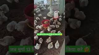 Jab 13 Din Ka murga Ho jaye Tho kiya kare  shortvideos farming poltry chicken poltryfarm pol [upl. by Conchita]