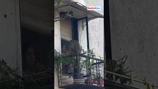 This mischievous monkey has been causing quite a stir near Mount Mary Steps Bandra [upl. by Larok]