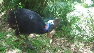 Cassowary and bandicoot [upl. by Anayt]