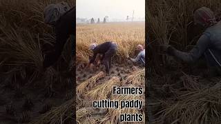 Farmers cutting paddy plantsAmazing World Views [upl. by Deutsch809]