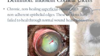 Indolent Corneal Ulcers [upl. by Calysta]