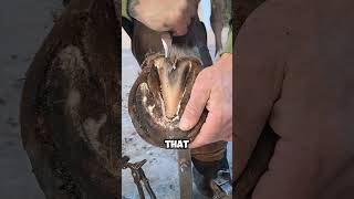 Satisfying Hoof You Will Enjoy  hoof horsecare satisfying [upl. by Iaka]