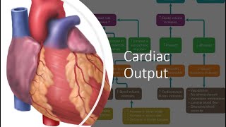 Cardiac Output [upl. by Nellda554]