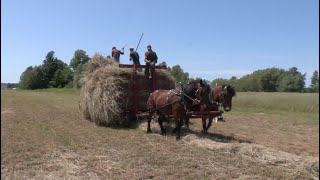 Putting up Loose Hay with Horses [upl. by Ika]