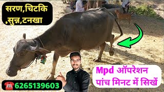 MPD सिखें पांच मिनट में✌️mpd karne ka aasan tarika  mpd in cattle  पशुओं में सरण रोग का इलाज [upl. by Matteo]