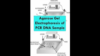 Agarose Gel Electrophoresis Dr M Parani  Genetic Engineering  SRM [upl. by Lazos]