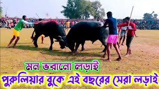 পুরুলিয়ার বুকে প্রথমবার এরকম কাড়ার খেলা  kara larai purulia 2024  karalorai puruliakaralorai [upl. by Lajes]